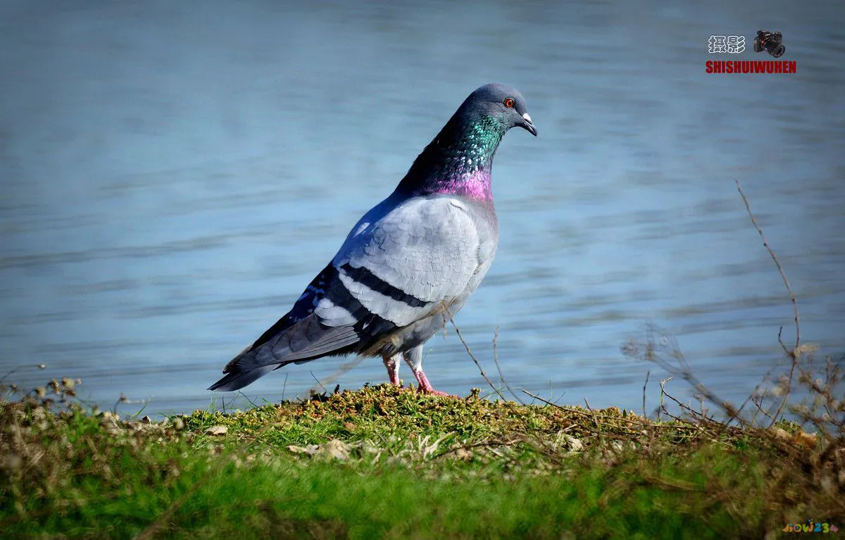 电磁炉的家常做法_电磁炉怎么做好吃的_电磁炉怎么做菜