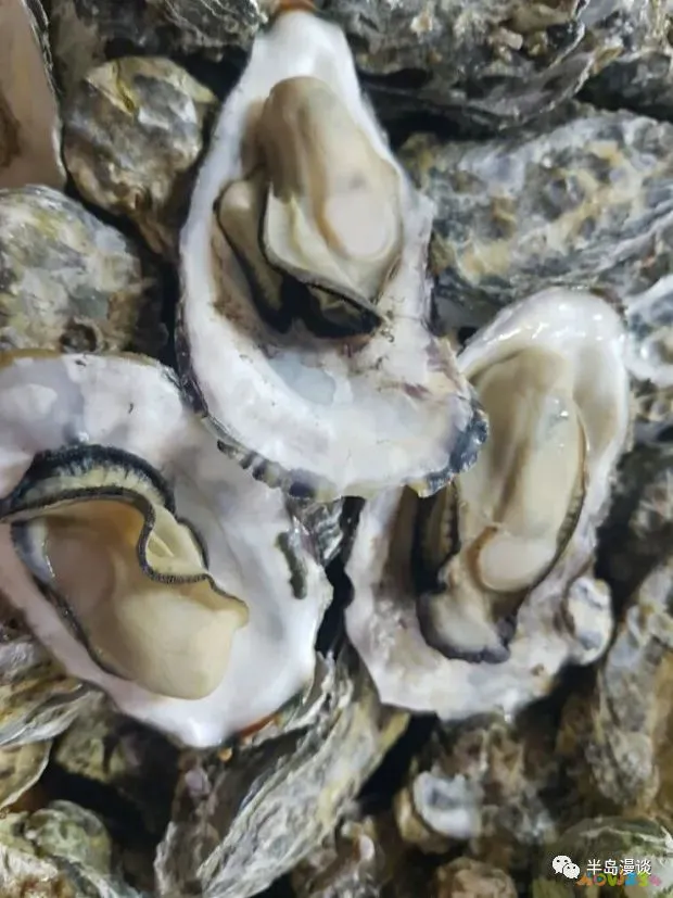 清蒸鸦片鱼步骤_家常清蒸鸦片鱼的做法_清蒸鸦片鱼图片无水印