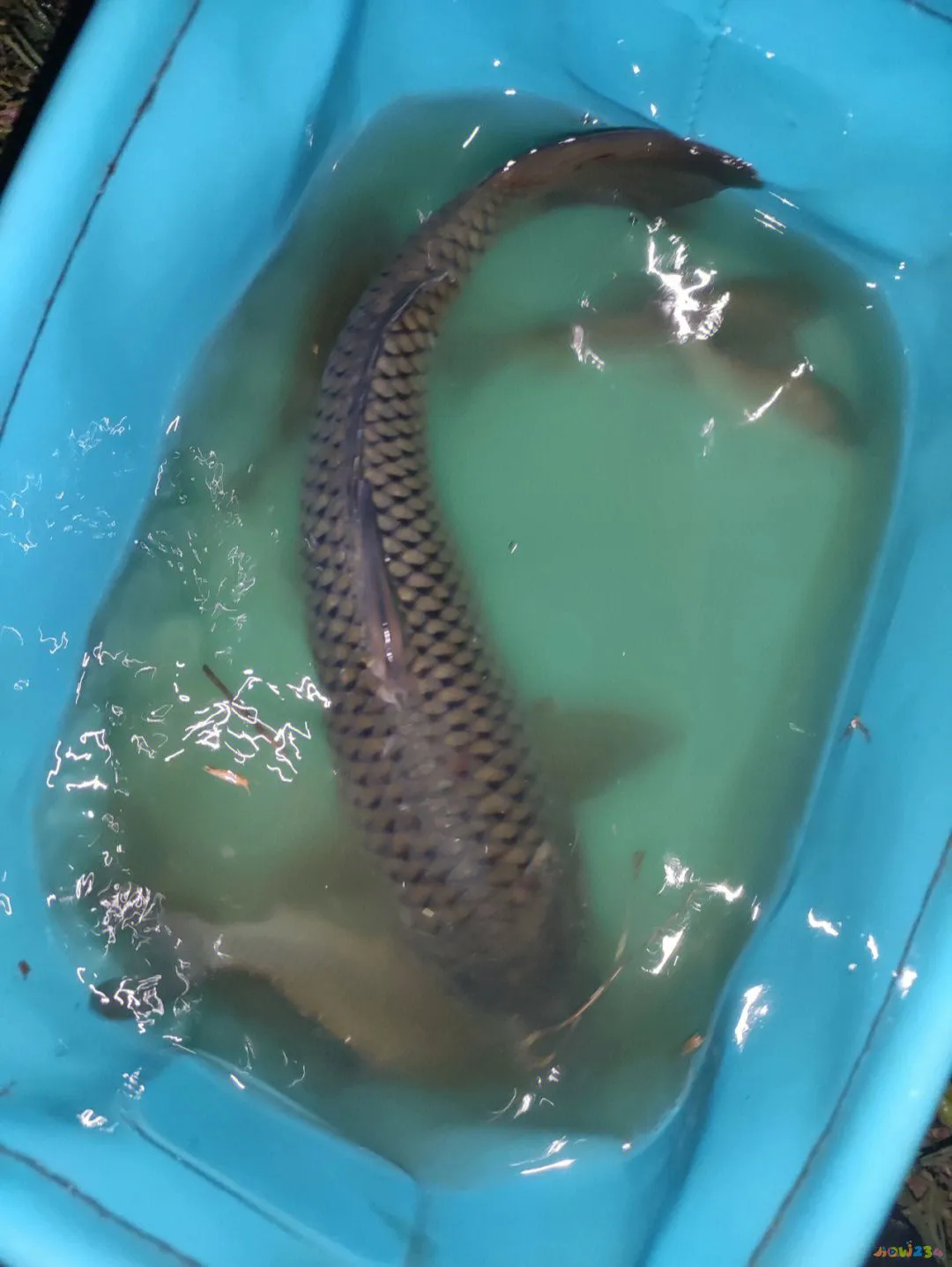 家常三道鳞的做法大全_红烧三道鳞的家常做法_三道鳞鱼的家常做法