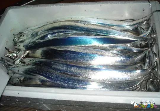 清蒸鸦片鱼图片无水印_清蒸鸦片鱼步骤_家常清蒸鸦片鱼的做法