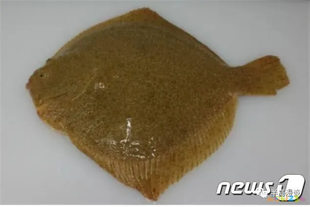 清蒸鸦片鱼步骤_家常清蒸鸦片鱼的做法_清蒸鸦片鱼图片无水印