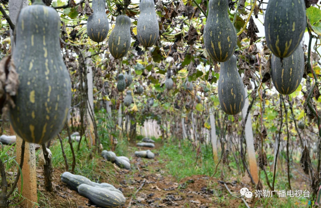 10元家常菜_天天饮食十年典藏家常保健菜_家常爽口菜