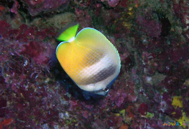 清蒸鲍鱼的家常做法视频_清蒸碟鱼的家常做法_麻婆豆腐做法视频清蒸虾的家常做法