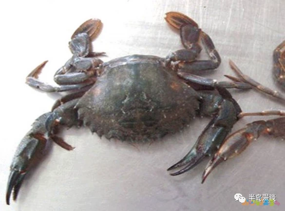 清蒸鸦片鱼步骤_清蒸鸦片鱼图片无水印_家常清蒸鸦片鱼的做法