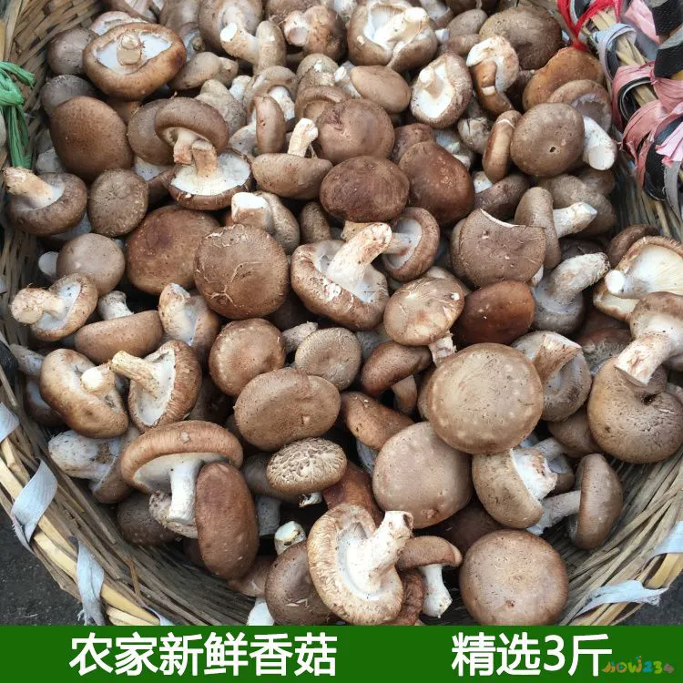 滑菇小酥肉的家常做法_鲍鱼菇的家常做法_猴头菇的家常做法