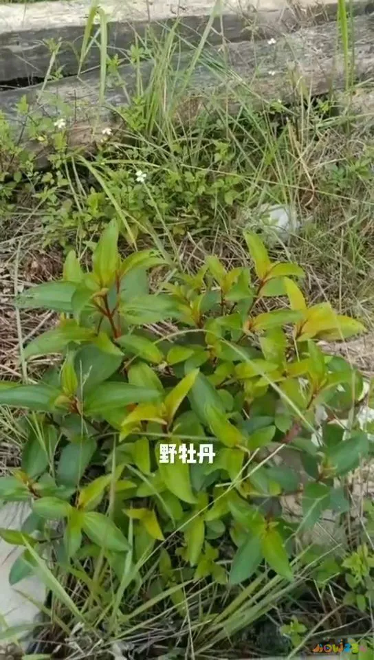 炖排骨藕家常做法视频_如何炖排骨藕好吃_排骨炖藕的家常做法