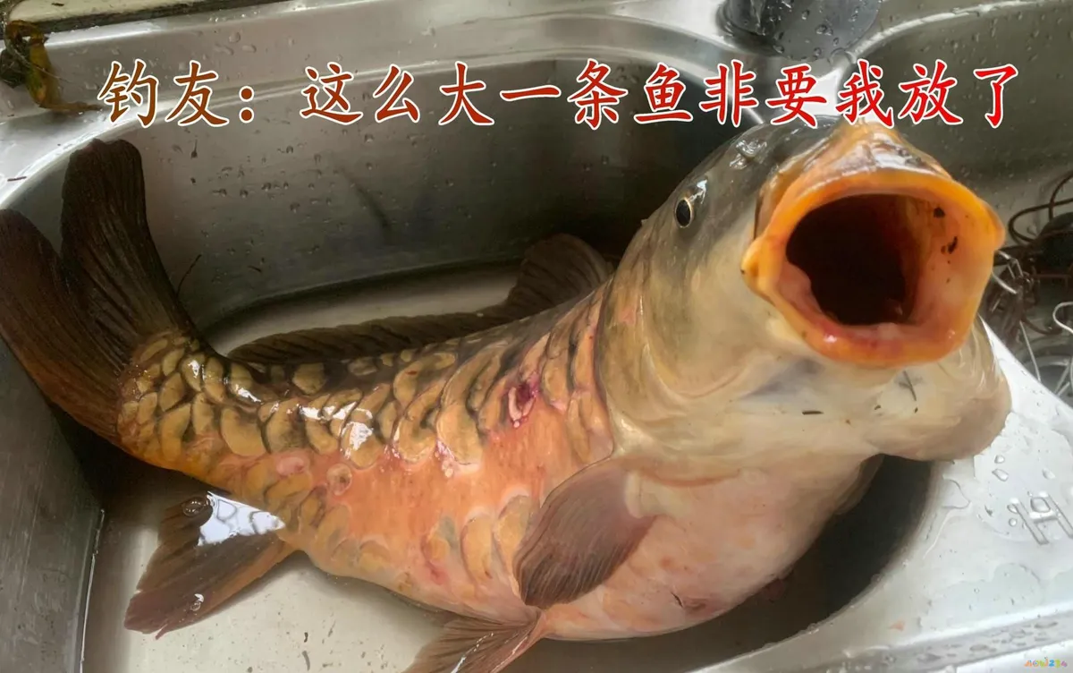 三道鳞鱼的家常做法_红烧三道鳞的家常做法_家常三道鳞的做法大全