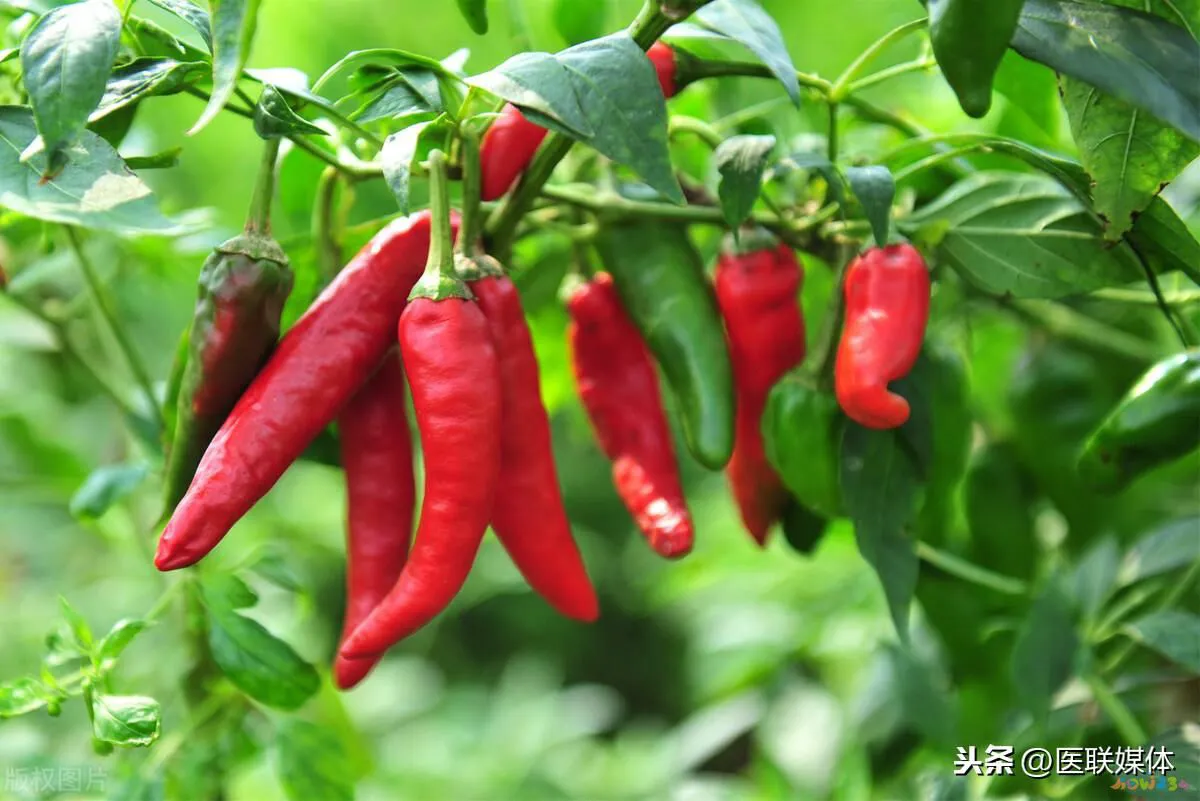 盐菜扣肉的家常做法_辣味家常菜高血压_豆腐菜的家常做法