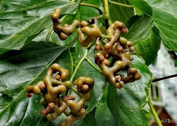 家常炖鸡腿的正确方法视频_家常炖鸡的正确方法_家常炖鸡