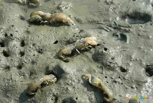 清蒸鸦片鱼步骤_家常清蒸鸦片鱼的做法_清蒸鸦片鱼图片无水印