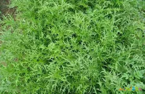 家常炖鸡的正确方法_家常炖鸡_家常炖鸡腿的正确方法视频