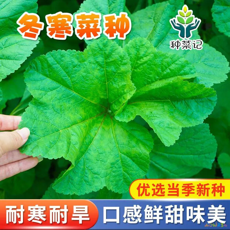 青菜家常菜菜谱100道图片_家常菜青菜_青菜家常菜种类大全