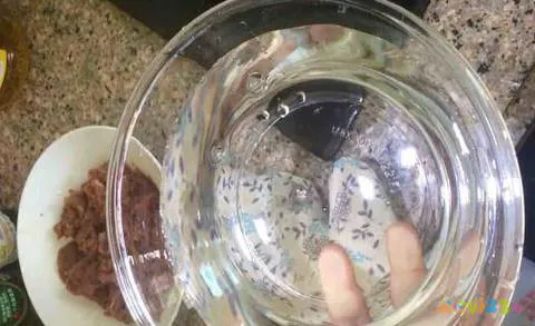 家常水煮肉片的做法及步骤_家常水煮肉片_家常水煮肉片图片