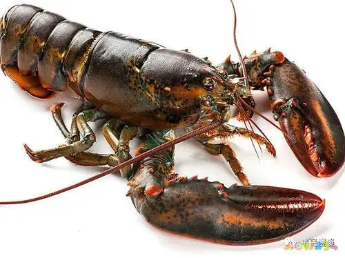 清蒸鸦片鱼图片无水印_家常清蒸鸦片鱼的做法_清蒸鸦片鱼步骤