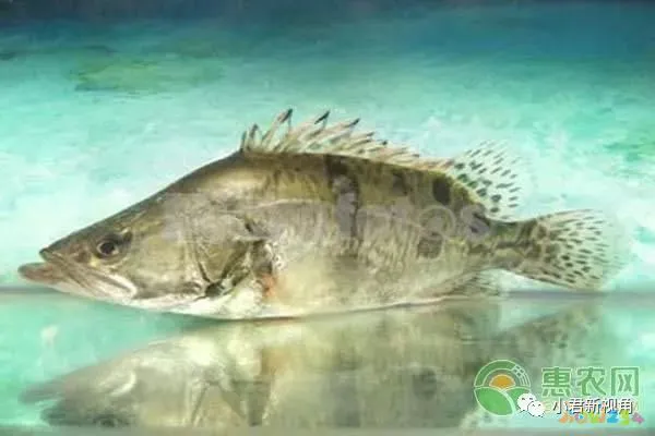 鱼清炖的做法_鱼清炖怎么好吃_清炖鱼的家常做法