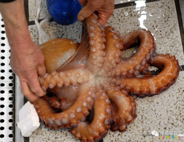 家常清蒸鸦片鱼的做法_清蒸鸦片鱼步骤_清蒸鸦片鱼图片无水印