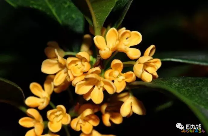 家常黄花鱼_煎黄花鱼的家常做法_家常炖黄花鱼