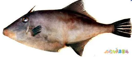 清蒸鸦片鱼图片无水印_清蒸鸦片鱼步骤_家常清蒸鸦片鱼的做法