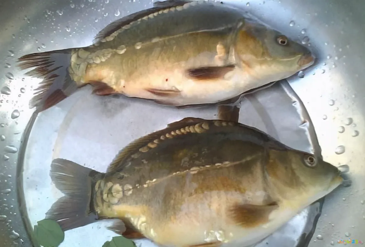 焖鱼家常做法大全家常_三道鳞鱼的家常做法_三道鳞鱼的家常做法