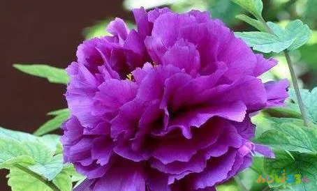 家常做法豆豉回锅肉窍门_家常做法豆豉回锅肉视频_豆豉回锅肉的家常做法