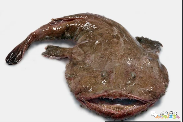 清蒸鸦片鱼图片无水印_家常清蒸鸦片鱼的做法_清蒸鸦片鱼步骤