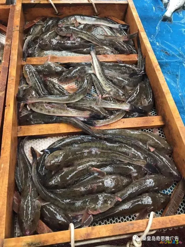 家常炖海杂鱼_炖海杂鱼放什么菜_炖海杂鱼的家常做法大全家常