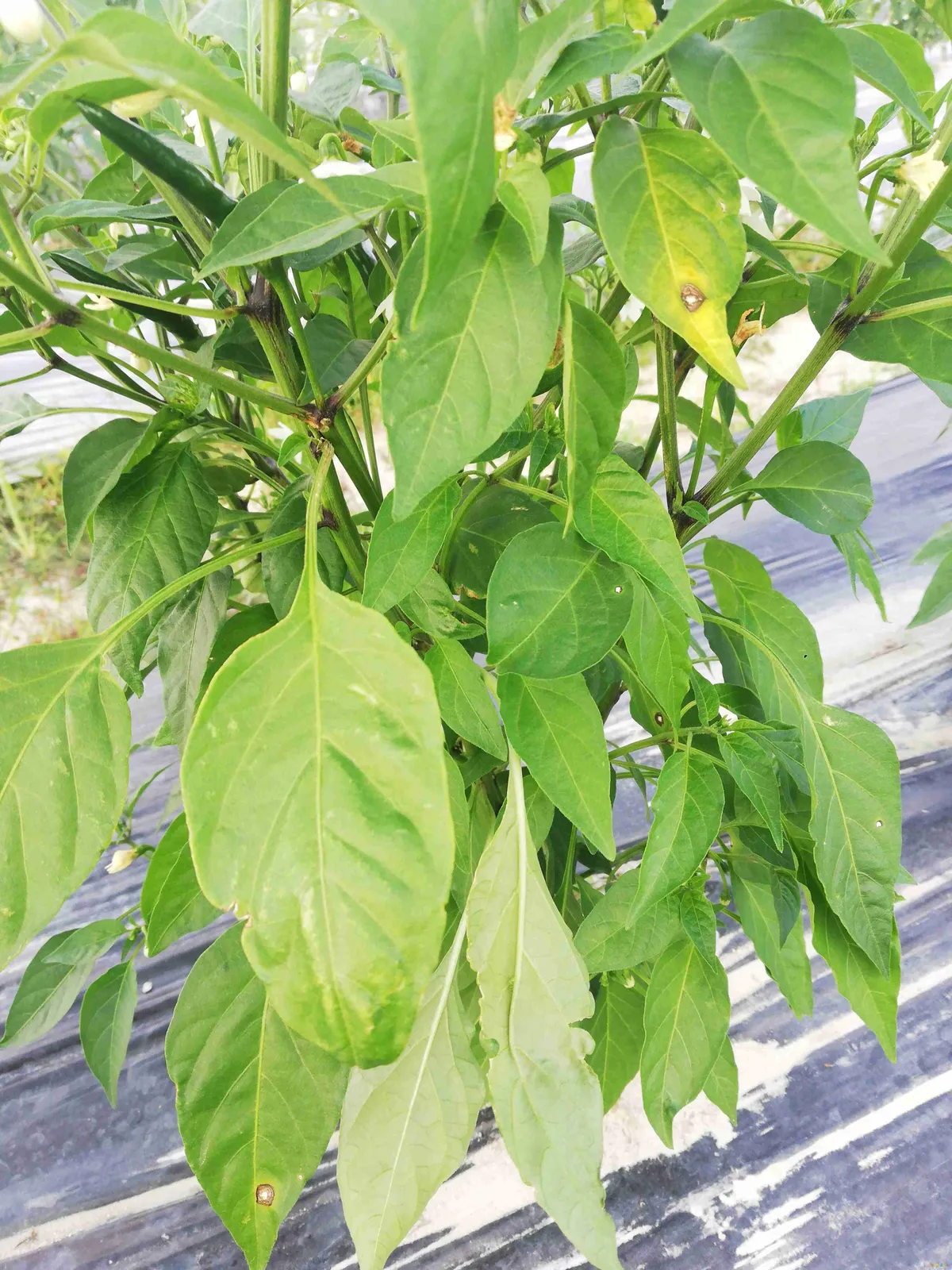 腌青辣椒家常做法_辣椒油的家常做法_山药辣椒木耳的做法大全家常做法