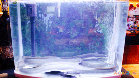 鳗鱼煲汤的做法大全家常_鳗鱼的家常做法_红烧干鳗鱼的家常做法