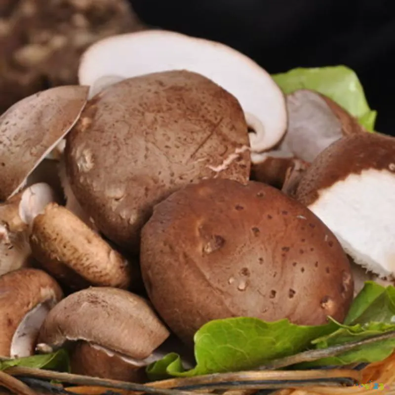 猴头菇的家常做法_滑菇小酥肉的家常做法_鲍鱼菇的家常做法