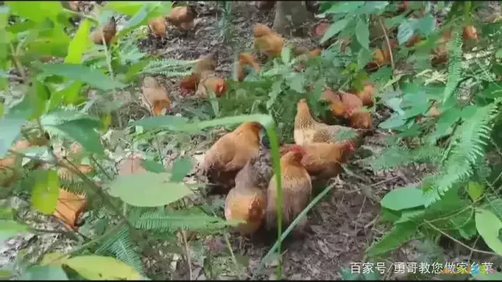 鸡肉面条的家常做法_面条鸡肉家常做法视频_面条鸡肉家常做法窍门