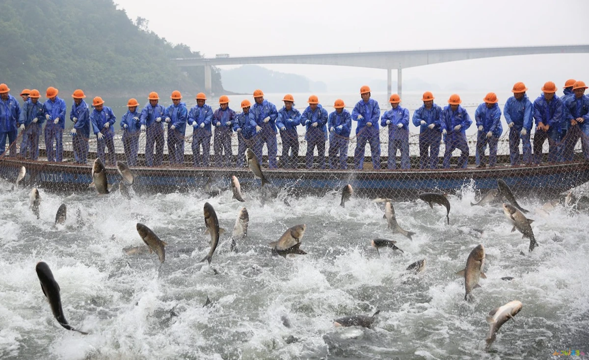 海鲈鱼做法大全家常_家常梭鲈鱼的做法_清蒸鲈鱼的家常做法