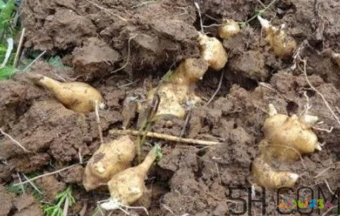 鬼子姜可以生吃吗?鬼子姜怎么做好吃