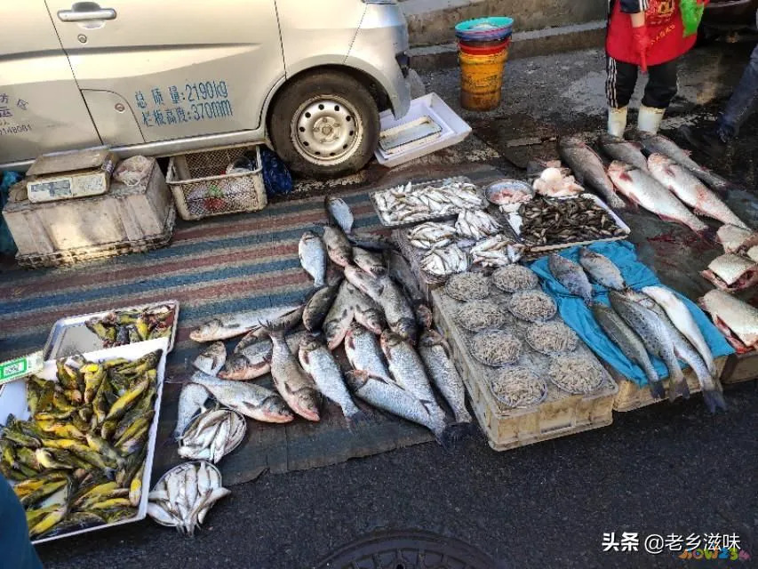 鳞炸鲫鱼做法大全家常_炖三道鳞的家常做法图_三道鳞鱼的家常做法