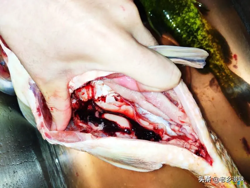 鳞炸鲫鱼做法大全家常_炖三道鳞的家常做法图_三道鳞鱼的家常做法