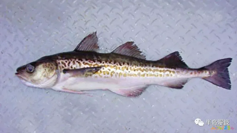 清蒸鸦片鱼图片无水印_清蒸鸦片鱼步骤_家常清蒸鸦片鱼的做法