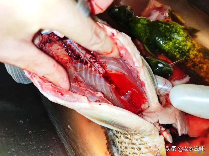 炖三道鳞的家常做法图_三道鳞鱼的家常做法_鳞炸鲫鱼做法大全家常