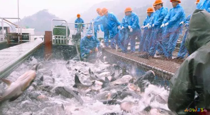 清蒸鲈鱼的家常做法_海鲈鱼做法大全家常_家常梭鲈鱼的做法