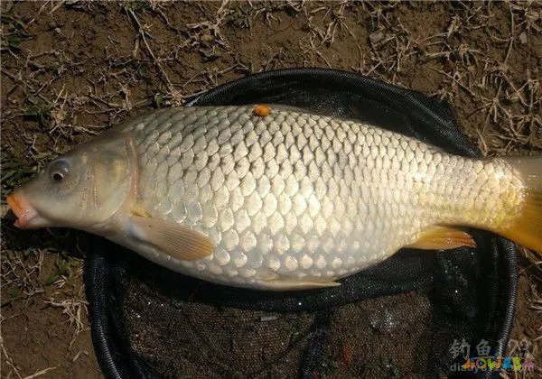 三道鳞鱼的家常做法_红烧三道鳞的家常做法_家常三道鳞的做法大全