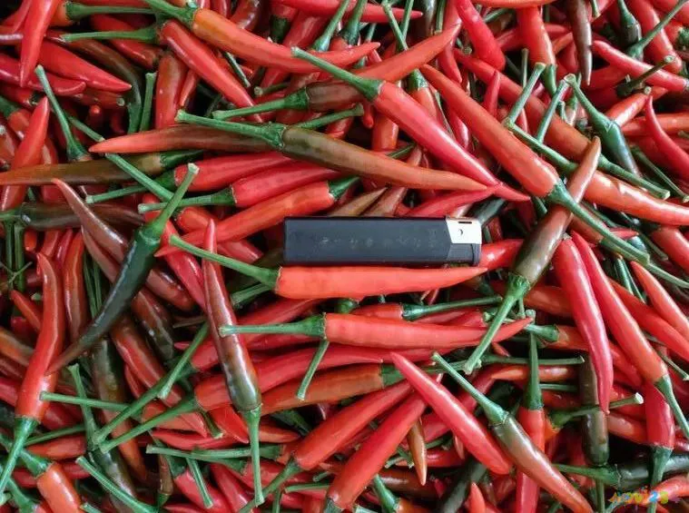 天天饮食十年典藏家常保健菜_家常爽口菜_10元家常菜