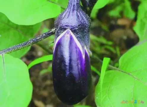 鱼香茄子家常做法_茄子的家常做法_茄子家常做法简单又好吃