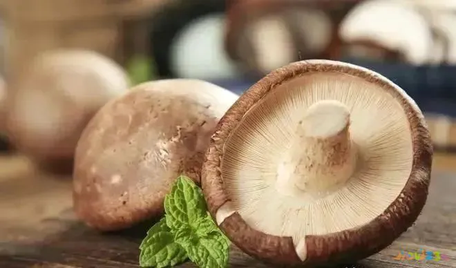 香菇炖鸡家常做法_怎样做香菇炖鸡窍门_家常香菇炖鸡的做法大全