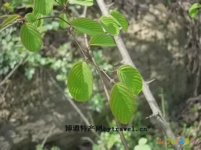 凤阳藤茶