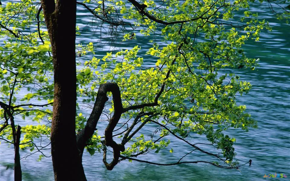 50种最常吃的家常菜(想做几个家常菜，推荐什么菜呢)