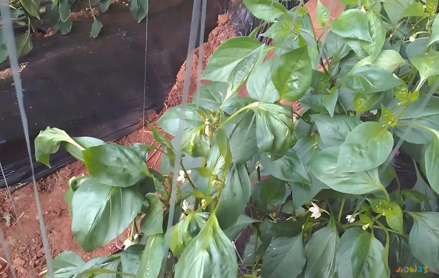 辣椒油的家常做法_腌青辣椒家常做法_山药辣椒木耳的做法大全家常做法