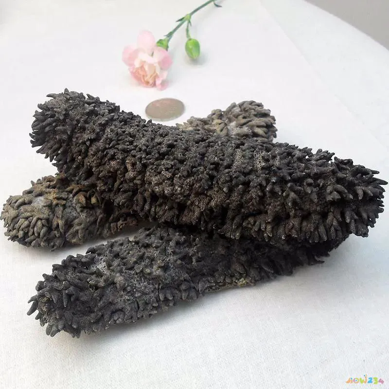 梅花参做法大全_梅花参的家常做法_梅花参怎么做才好吃