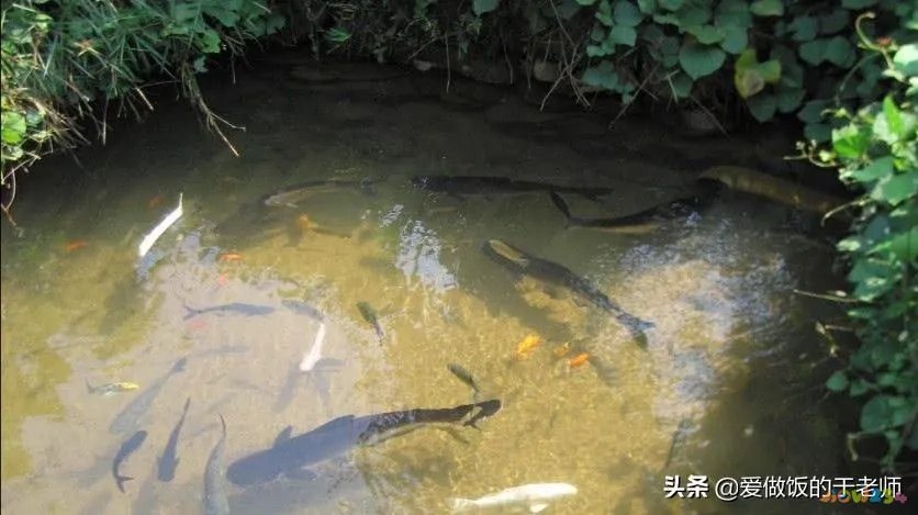 河南熬菜的家常做法_丁栾熬馍的家常做法_天津家常熬鱼做法