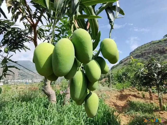 四川30个冷知识（15个有关四川的冷知识）(12)