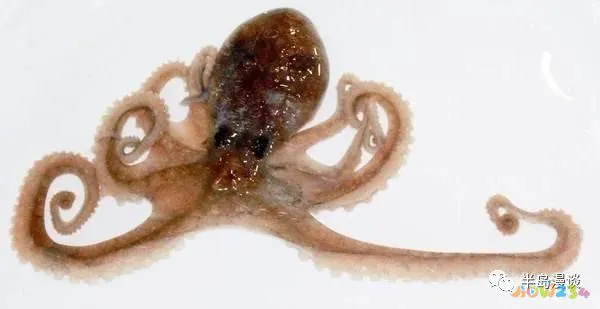 清蒸鸦片鱼图片无水印_清蒸鸦片鱼步骤_家常清蒸鸦片鱼的做法