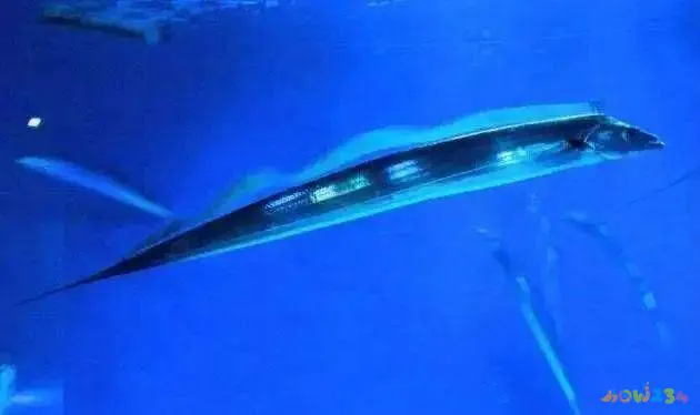 家常红烧做法带鱼怎么做_简单红烧带鱼做法_家常红烧带鱼的做法