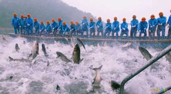 家常梭鲈鱼的做法_清蒸鲈鱼的家常做法_海鲈鱼做法大全家常